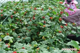 산딸기 재배 번식 방법 포트 묘 심기 잡초 관리_8