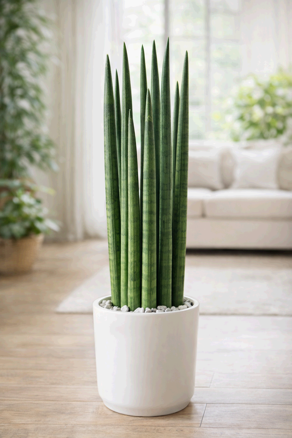 스투키 – 물 한 달에 한 번이면 충분