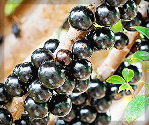 자보티카바 효능 경험담, 후기 및 먹는 법 제대로 알아보기
