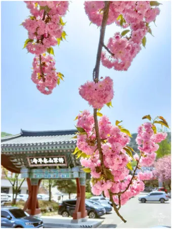 겹벚꽃 개화시기 숨겨진 명소_2