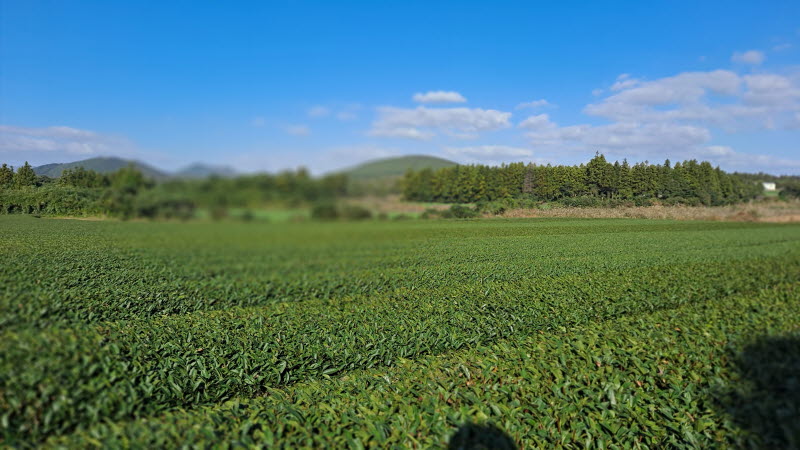 제주여행_성읍녹차마을