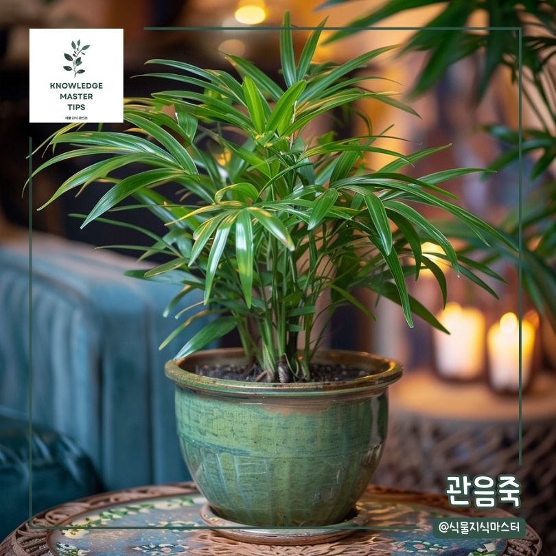 화장실에 두면 좋은 식물 - 관음죽