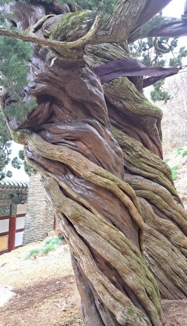 순천 천자암 : 조계산 깊은 숲 속 수행 도량 쌍향수가 전하는 천년의 울림과 수행의 향기