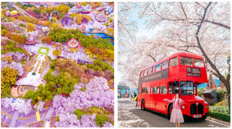 2024 벚꽃개화시기