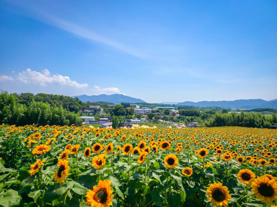 강주해바라기마을 체험마을
