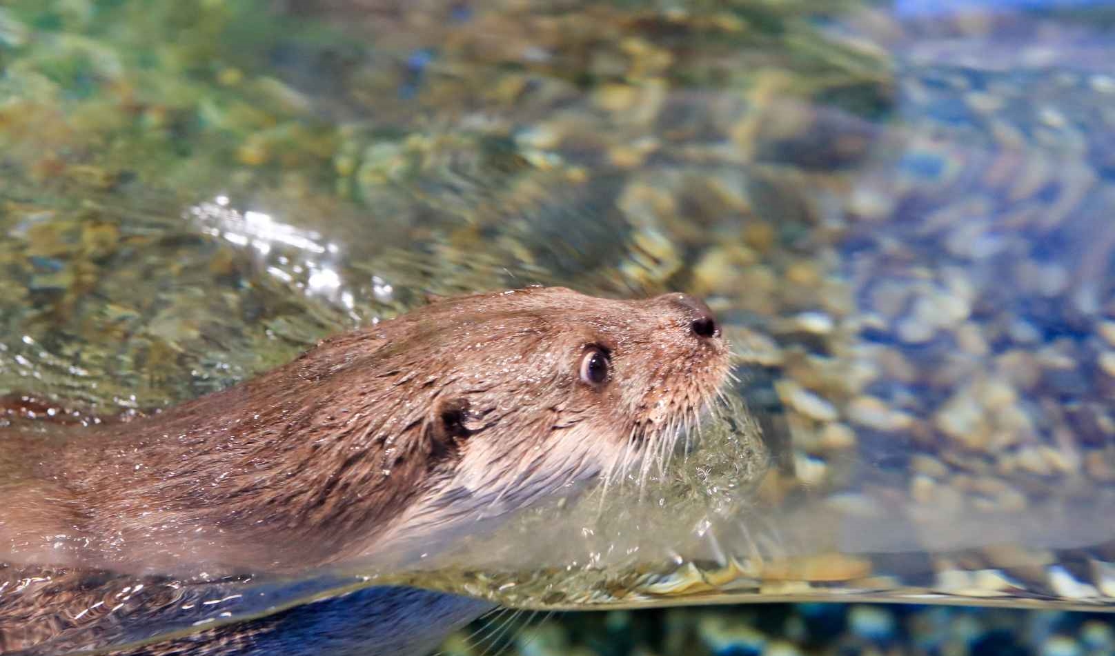 경포 아쿠아리움