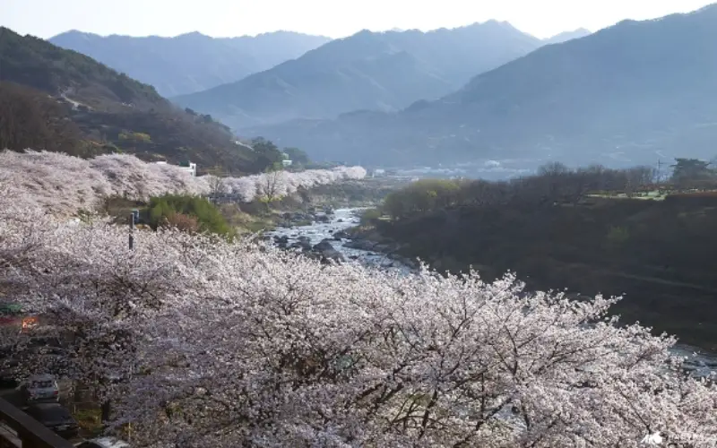 하동 십리벚꽃길 개화상황_14