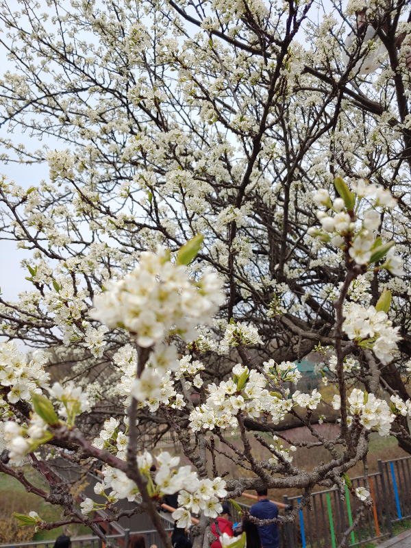 오랜만의-벚꽃-핀-인천대공원-우리-고여운-용자김-엄니랑