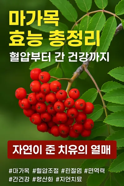 마가목 효능 요약 썸네일