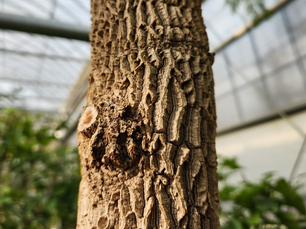 타마린드 Tamarind