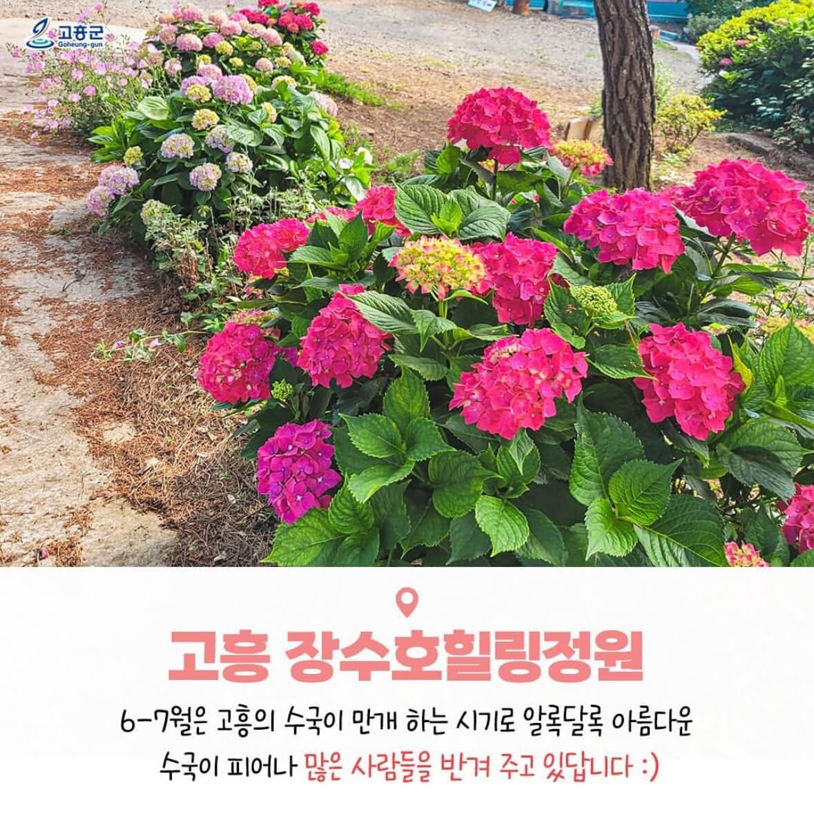쑥섬 수국축제