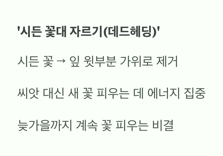 꽃을 더 오래 보는 마법&amp;#44; &amp;#39;시든 꽃대 자르기&amp;#39;