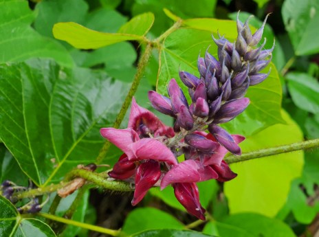 칡꽃 효능부터 부작용, 먹는법, 효소 만드는 방법, 차 만들기, 술 담그는법까지 완벽정리