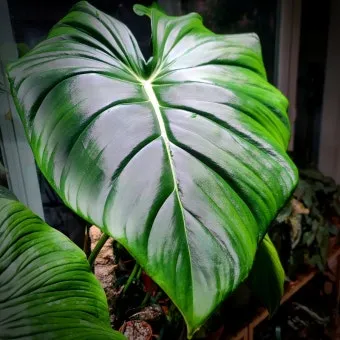 필로덴드론 물주기 지지대세우기 분갈이 비료관리 튼튼하게 키우기_7