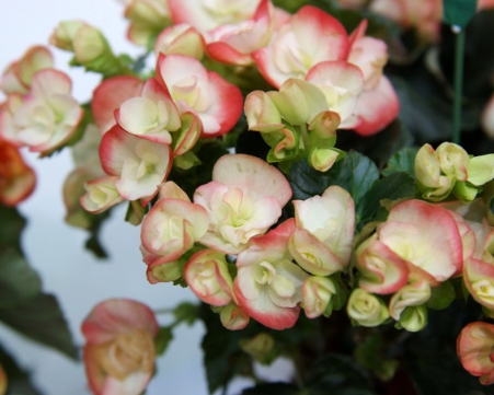 겨울 꽃 베고니아