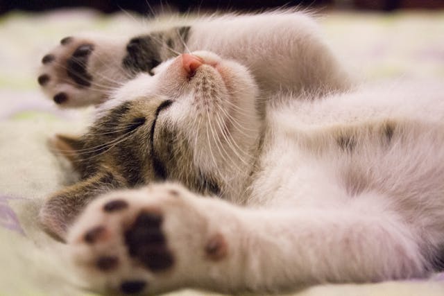 고양이 키울때 주의할 점