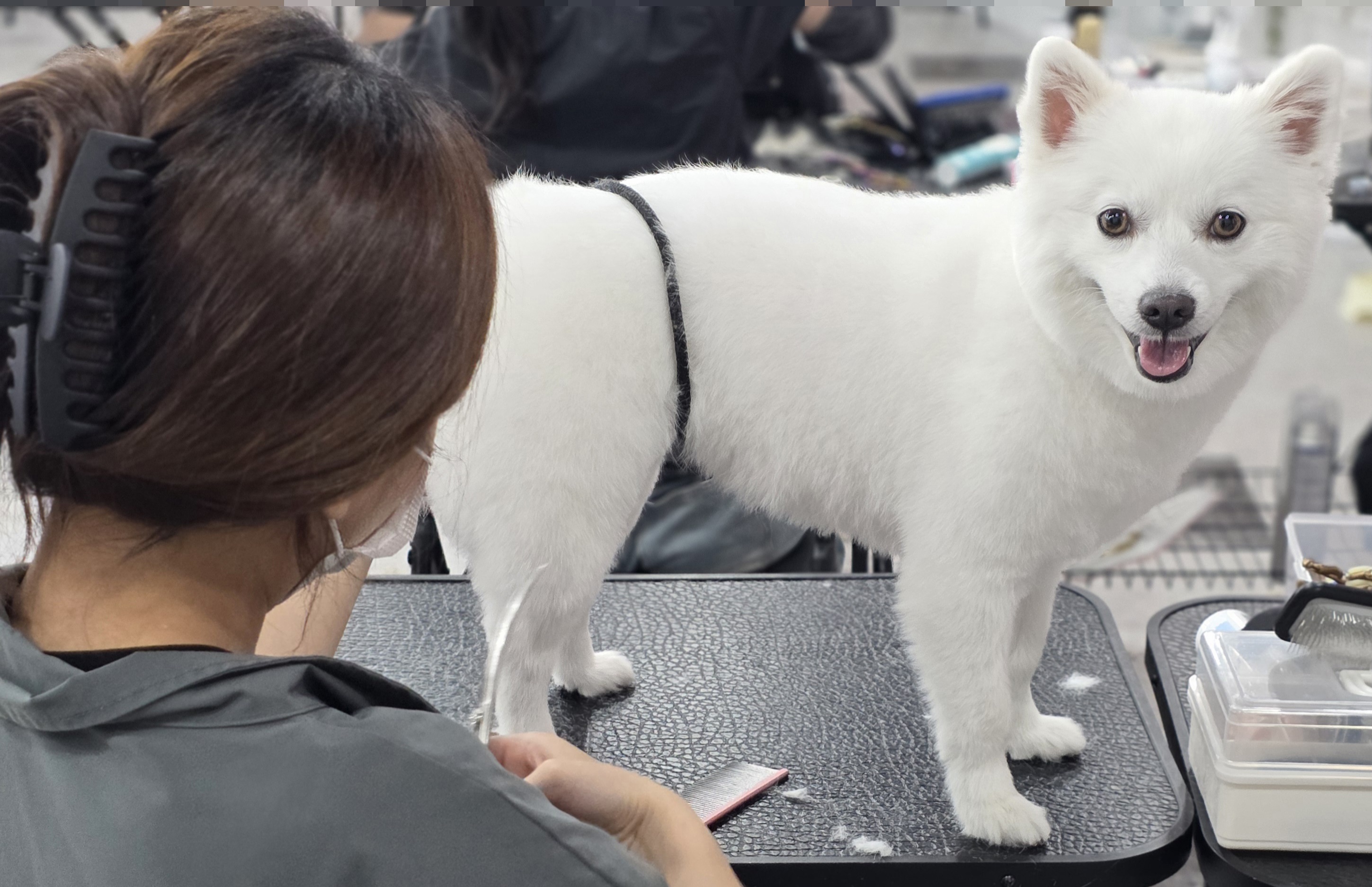 신림동애견미용학원
