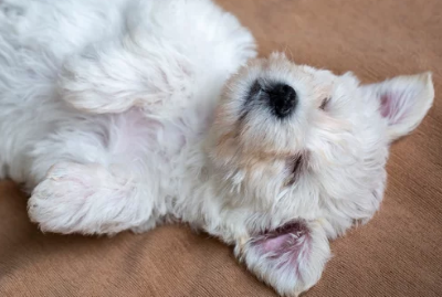 말티푸 / 출처:어도비스톡