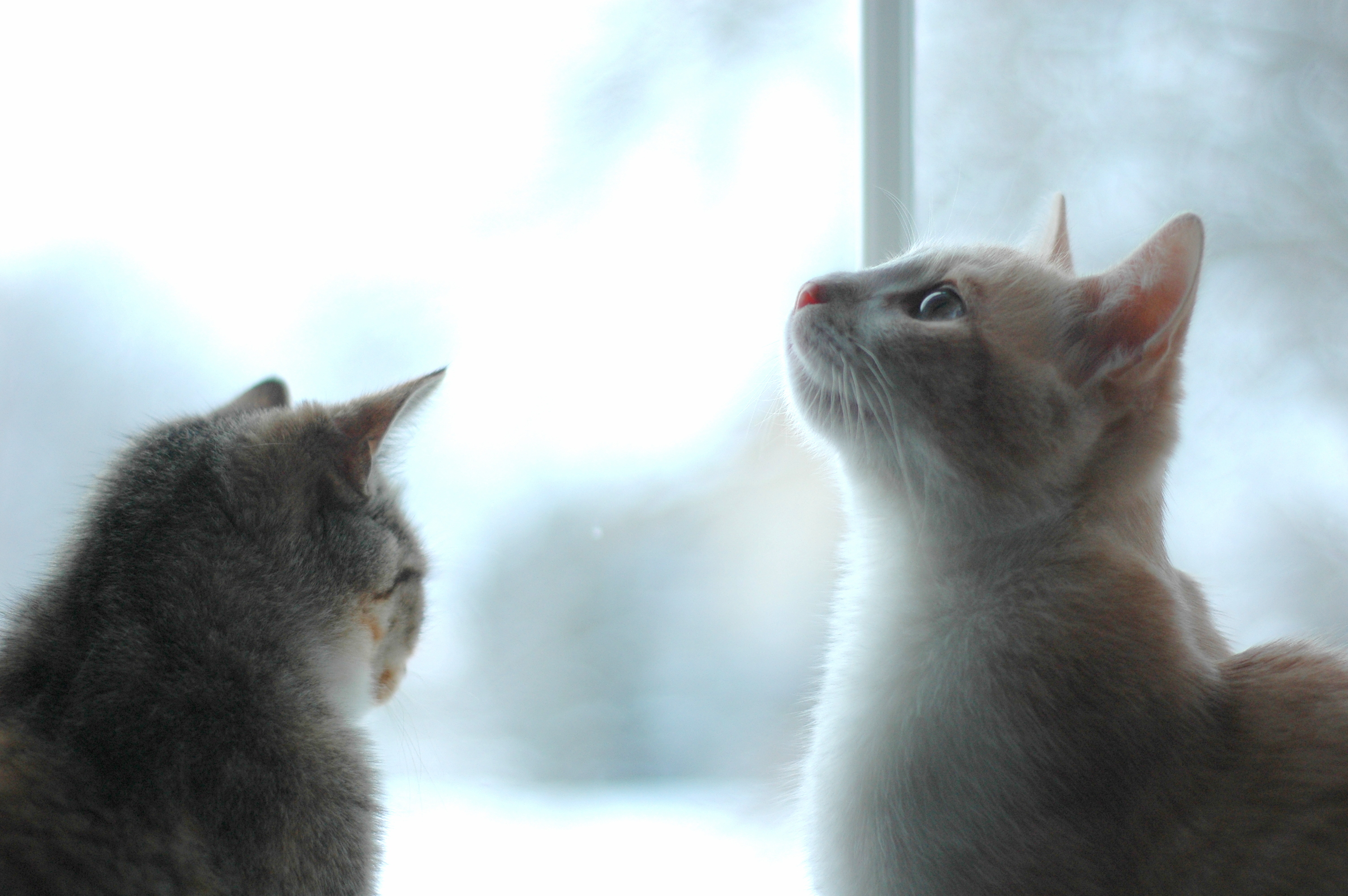 겨울철 반려동물 보온 대책 관련 사진