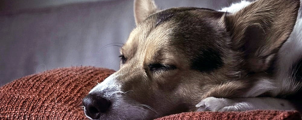 강아지 우울증 증상 13