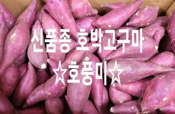 고구마 품종 호풍미 소담미 파종 심기 최적 시기_6