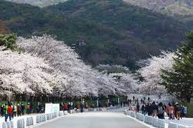 서울대공원 벚꽃축제 기본정보와 프로그램 정리