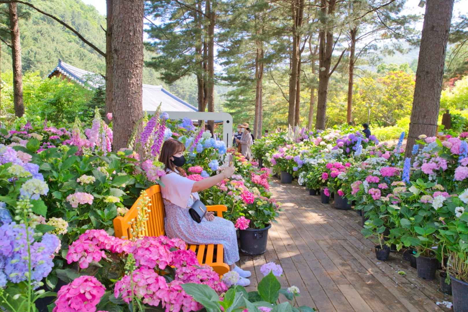 아침고요수목원 수국전시회