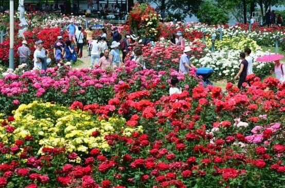 2025 서울대공원 장미축제 꿀팁 총정리 사진