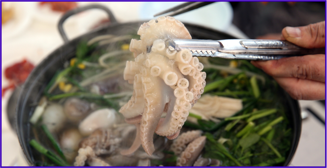 서천 동백꽃 주꾸미 축제 관련 사진