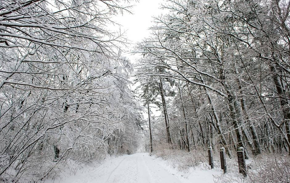 제주 반려견 겨울 나들이 명소, 강아지와 함께 걷기 좋은 산책 코스