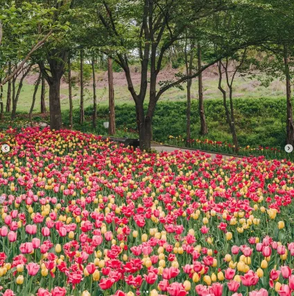피나클랜드 불꽃축제 튤립 수선화 축제 6