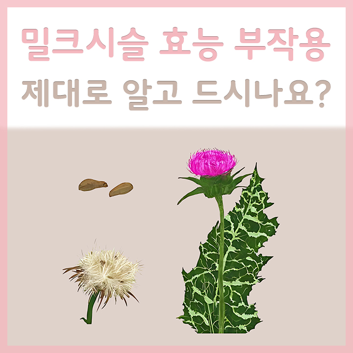 밀크시슬의-모습