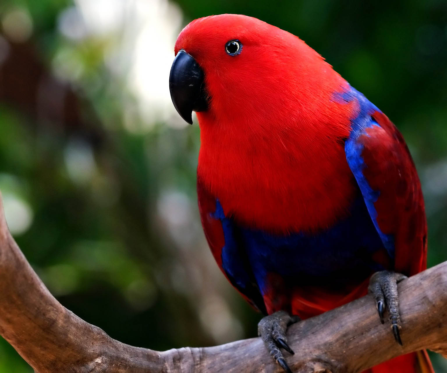 반려앵무새 관련 사진