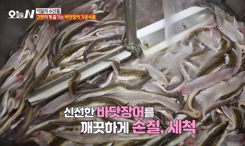 오늘N 이달의 수산물 통영 자연산 바닷장어 구입방법 근해통발수협협동조합 오늘N 2502회