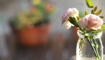 카네이션 꿈해몽 15가지