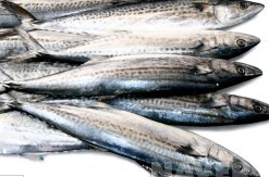 다이어트에-좋은-가을-제철음식-삼치