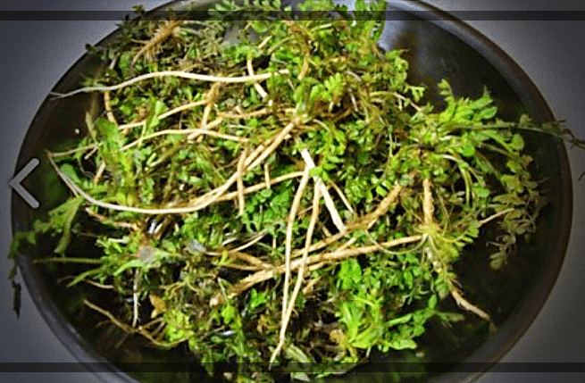 면역력-좋은-냉이