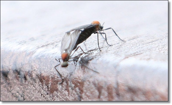 봄 가을의 불청객 러브 버그 퇴치/생태/행동/피해/예방/공존의 필요성