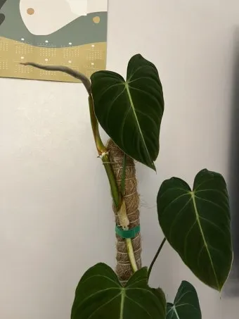 필로덴드론 물주기 지지대세우기 분갈이 비료관리 튼튼하게 키우기_16