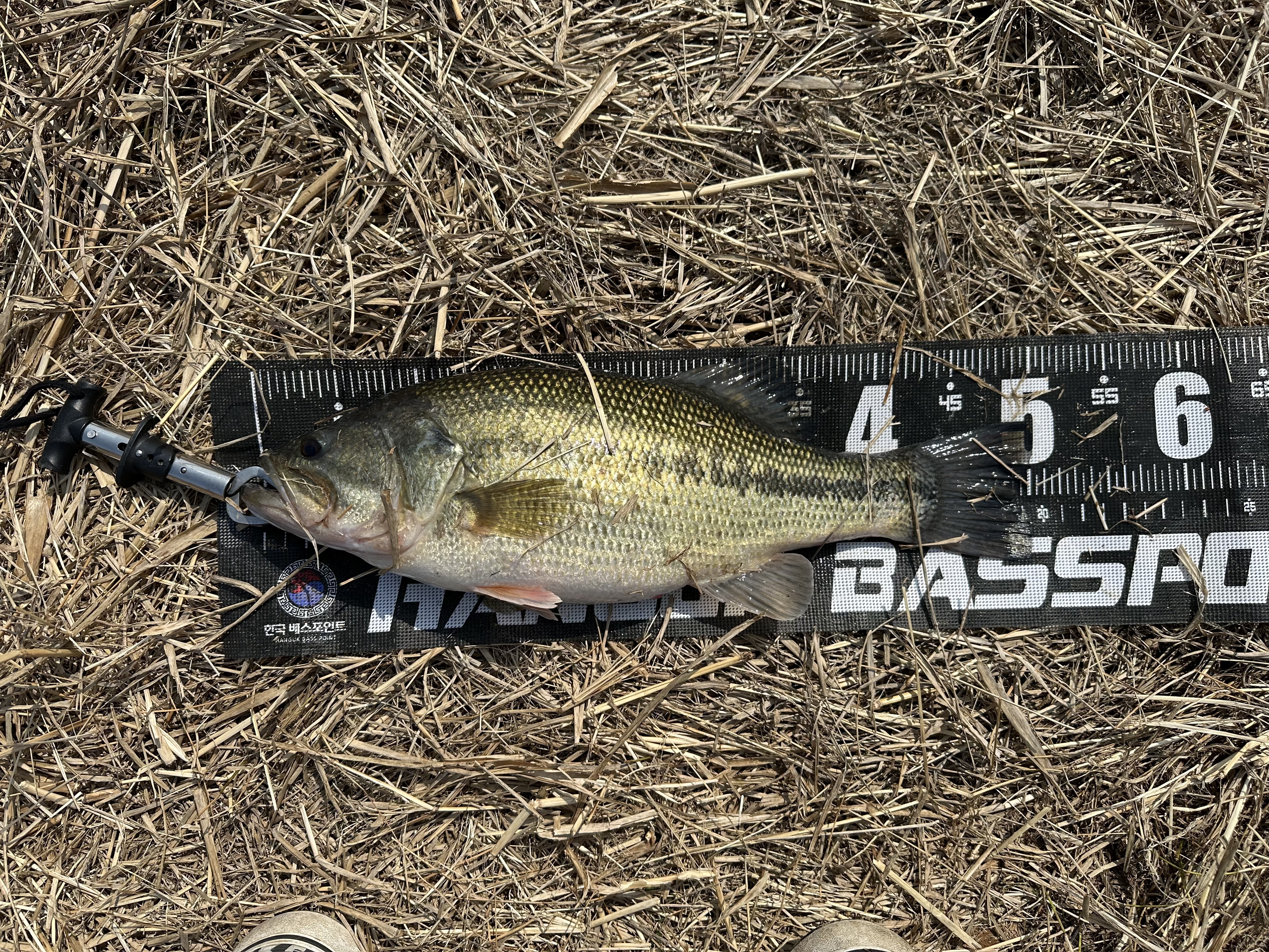 배스 런커 사진