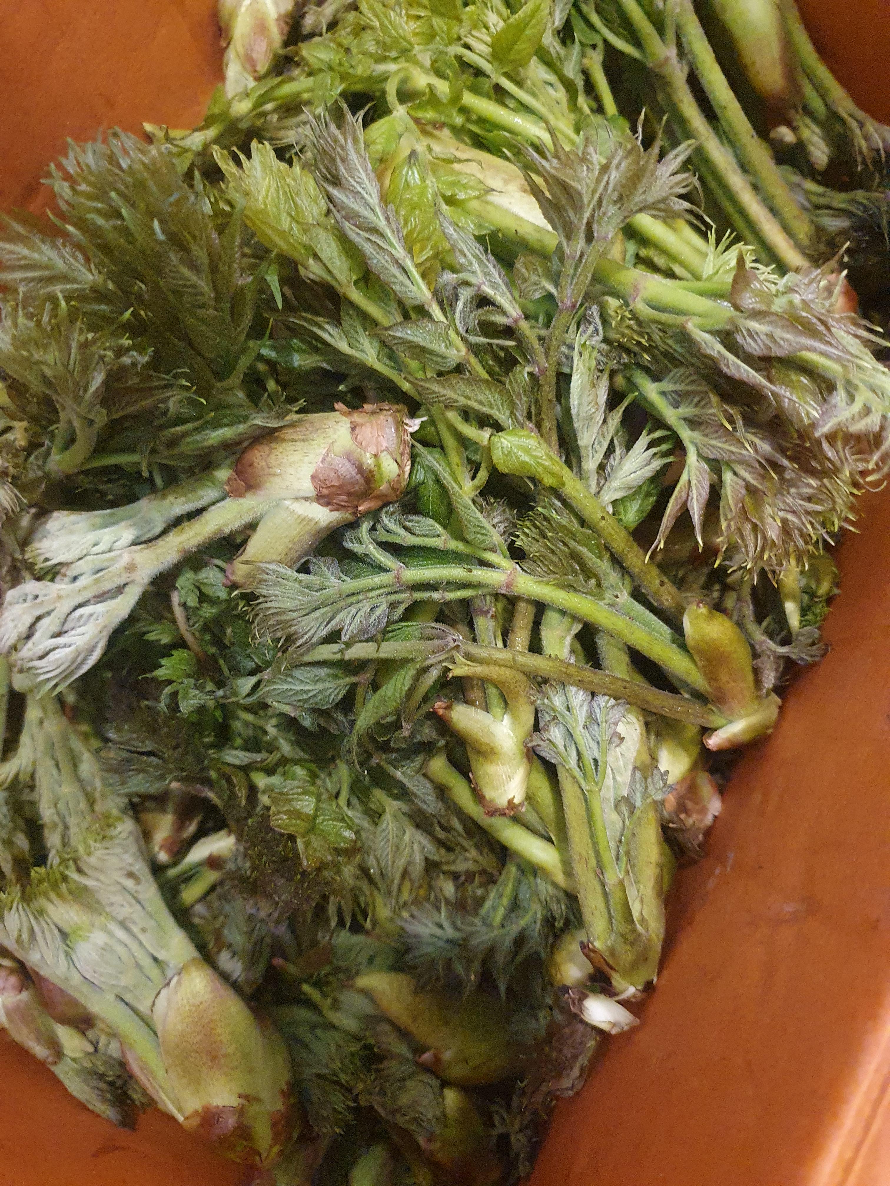 두릅 효능 가격 두릅 먹는 방법