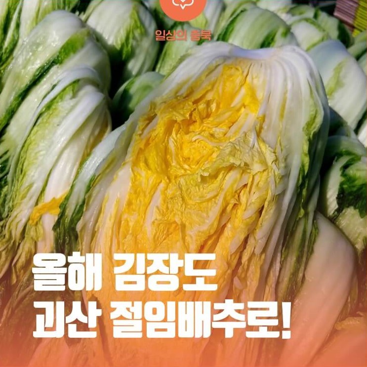 괴산 절임배추