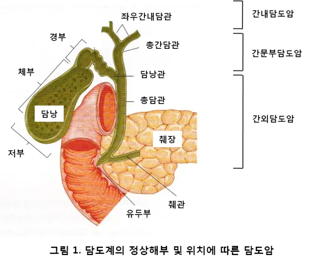 담도계
