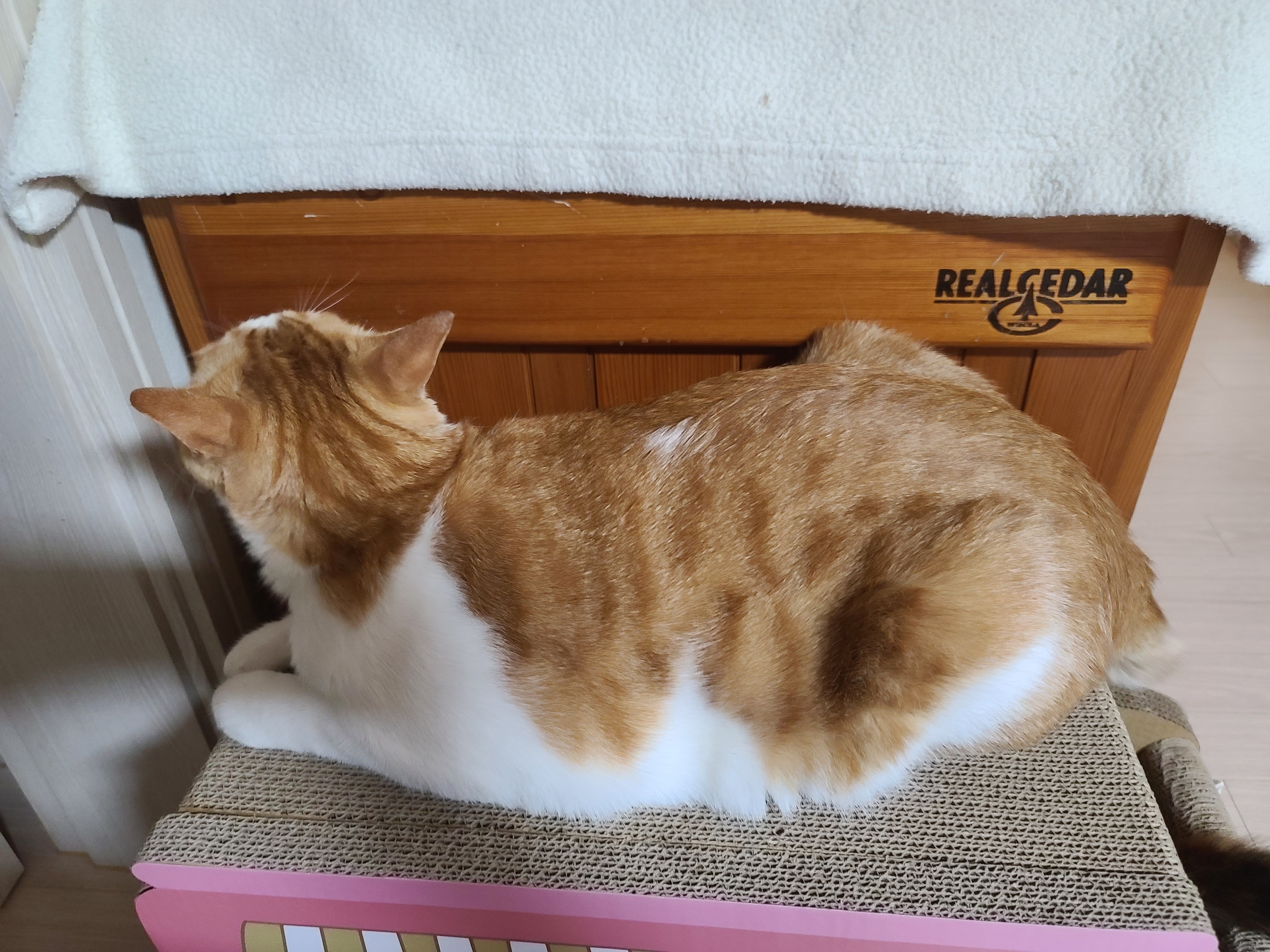 고양이들 스크래쳐를 교체했다.(자동차스크래쳐,침대형스크래쳐)