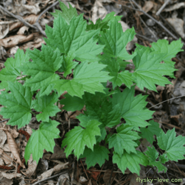 단풍취&#44; 단풍 취나물