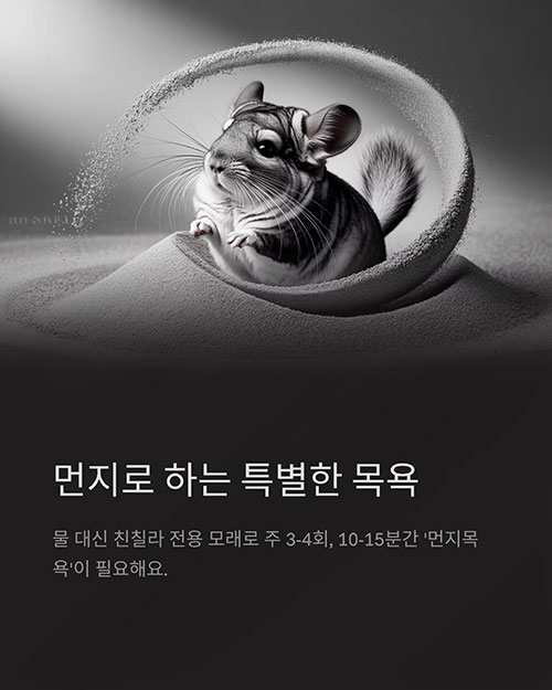 친칠라 목욕은 물이 아닌 &lsquo;먼지&rsquo;로?