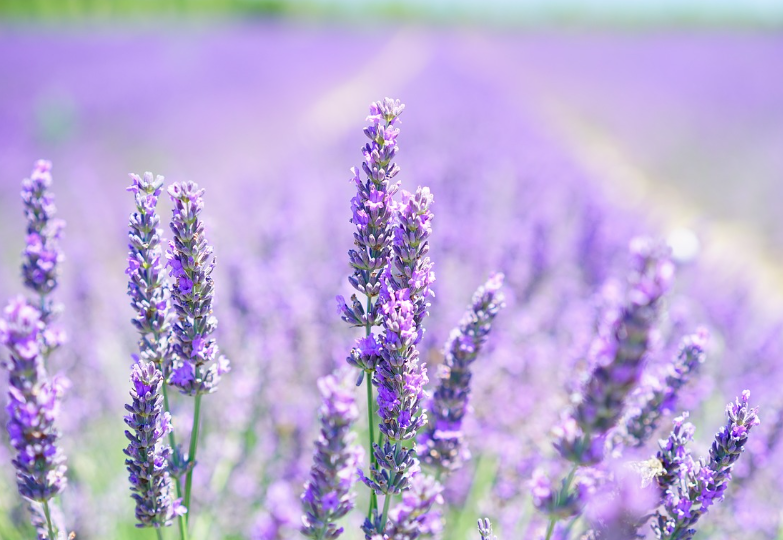 2025 퍼플섬 라벤더 축제