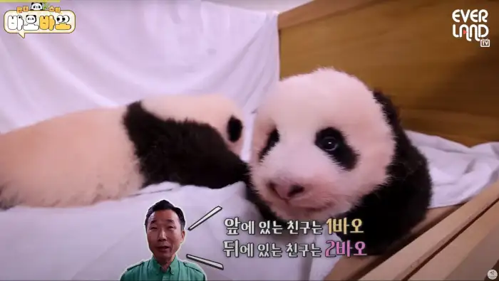 아기바이오-판다