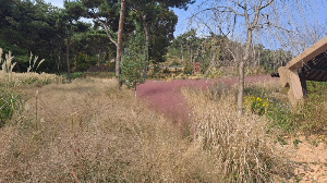 화성_우리꽃식물원_국화전시회