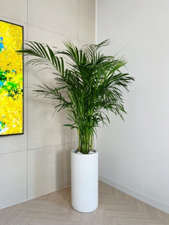 아레카야자키우기